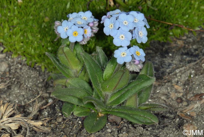 Myosotis alpestris