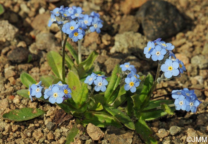 Myosotis alpestris