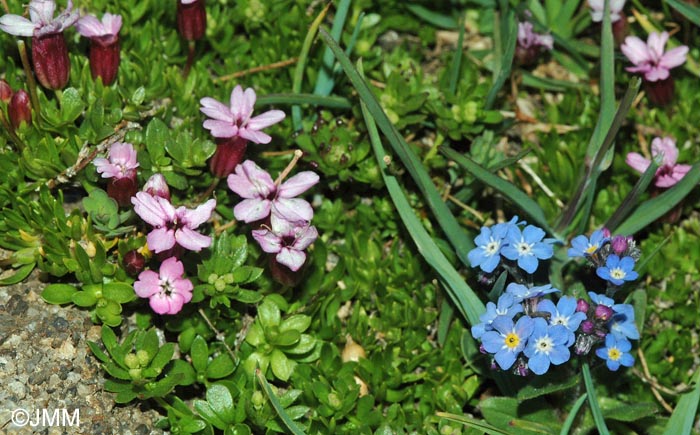 Myosotis alpestris & Silene acaulis subsp. bryoides