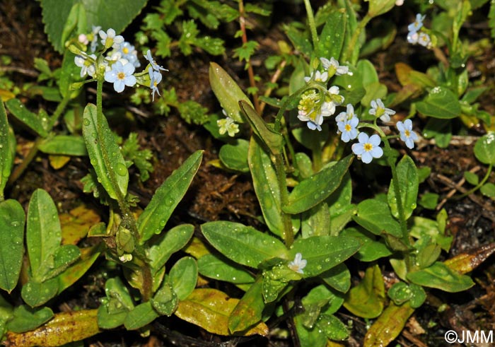 Myosotis scorpioides