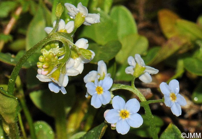 Myosotis scorpioides