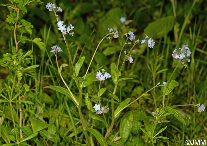 Myosotis sylvatica