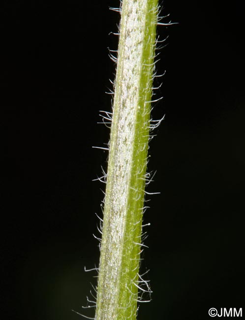 Myosotis sylvatica