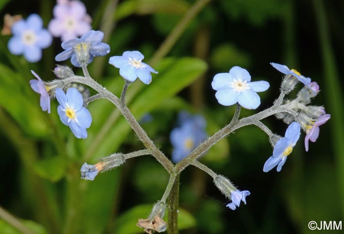 Myosotis sylvatica