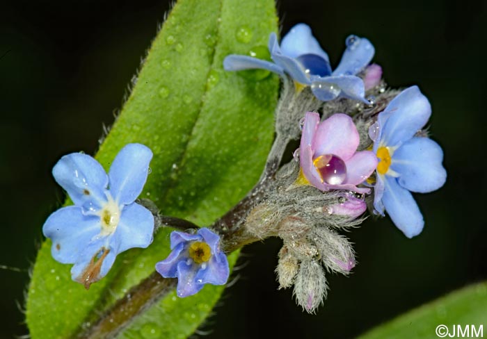 Myosotis sylvatica