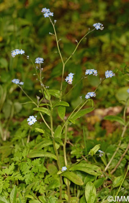 Myosotis sylvatica