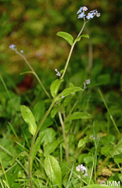 Myosotis sylvatica