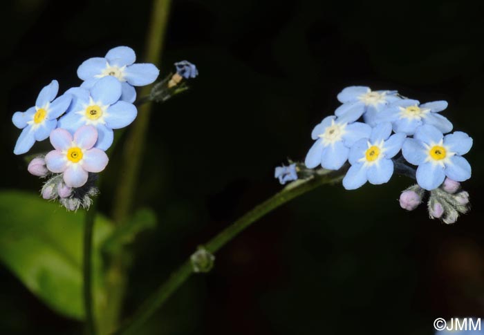 Myosotis sylvatica