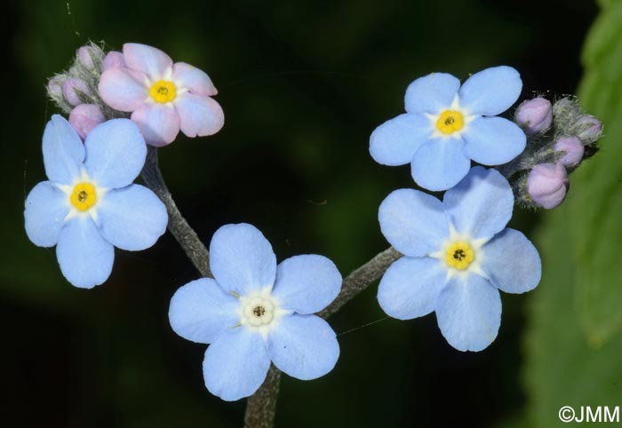 Myosotis sylvatica