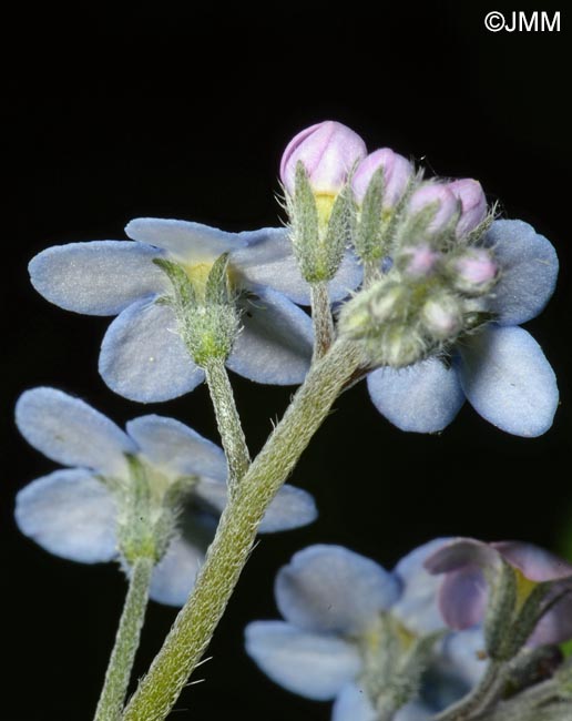 Myosotis sylvatica