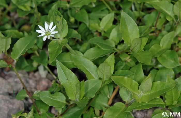 Myosoton aquaticum