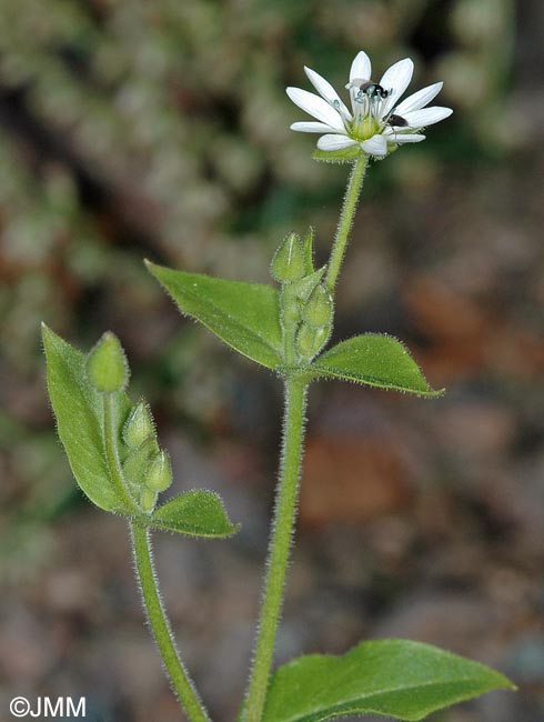 Myosoton aquaticum