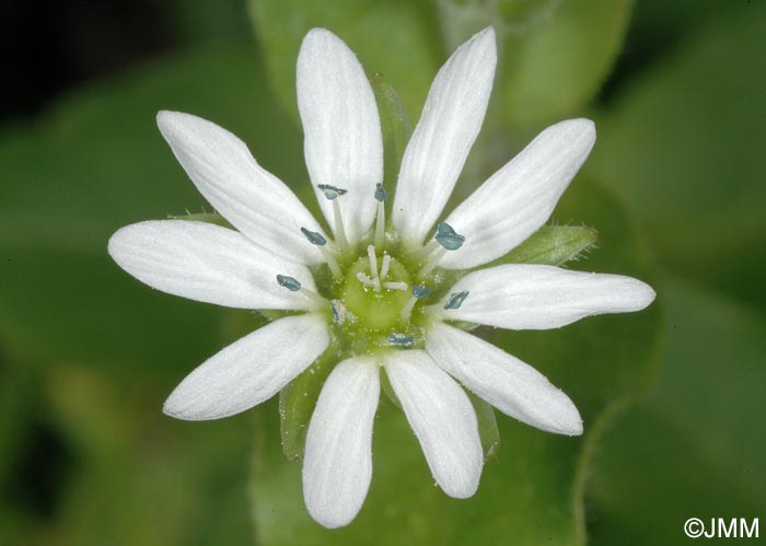 Myosoton aquaticum