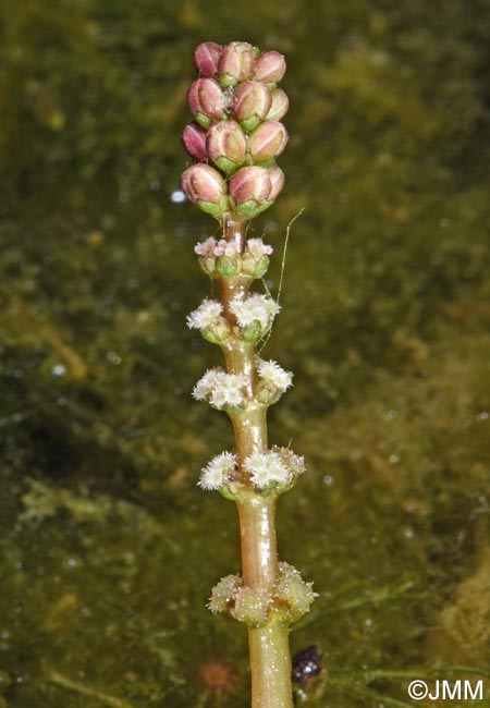 Myriophyllum spicatum