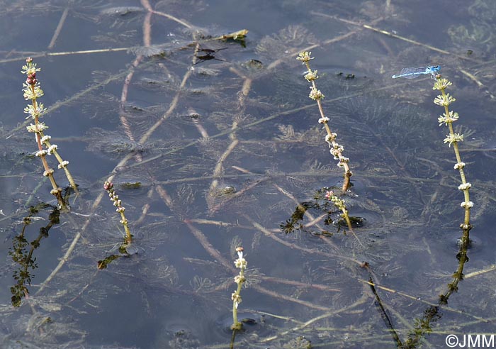 Myriophyllum spicatum