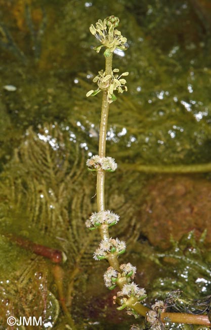 Myriophyllum spicatum