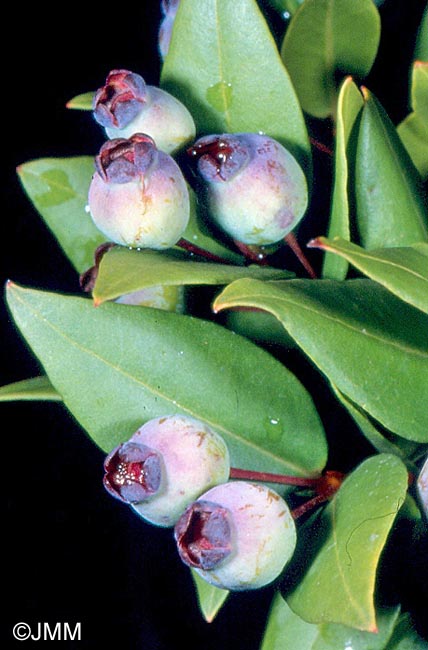 Myrtus communis