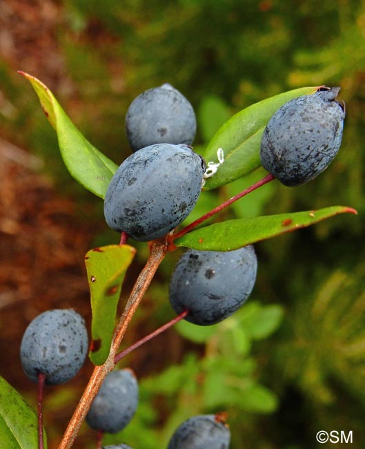 Myrtus communis