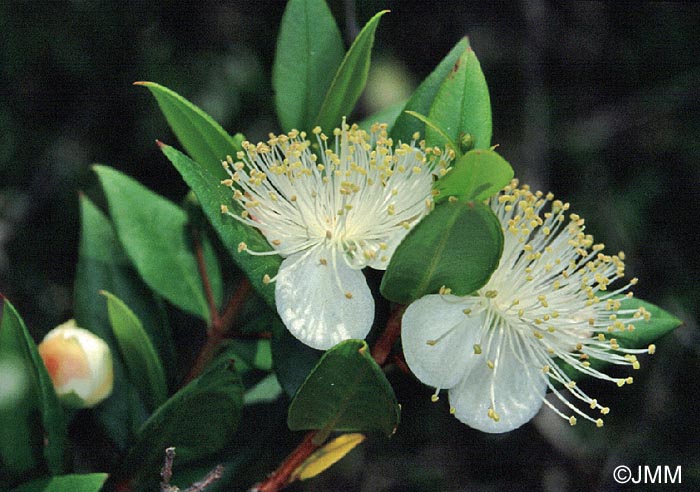 Myrtus communis