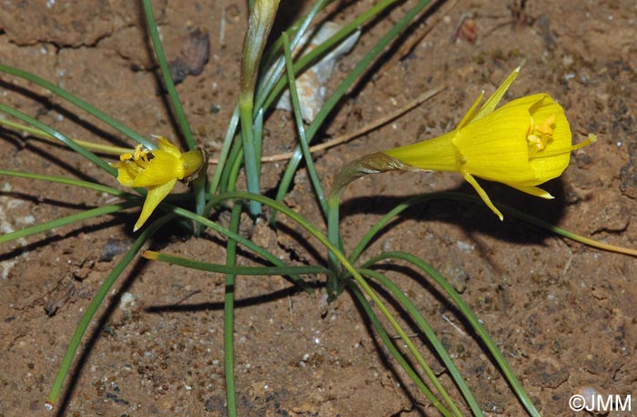 Narcissus bulbocodium