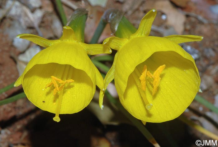 Narcissus bulbocodium