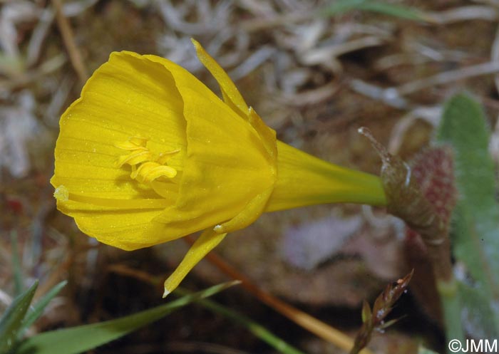 Narcissus bulbocodium