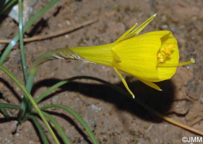 Narcissus bulbocodium