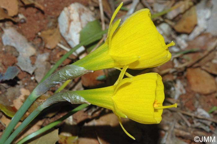 Narcissus bulbocodium