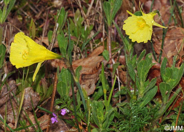 Narcissus bulbocodium