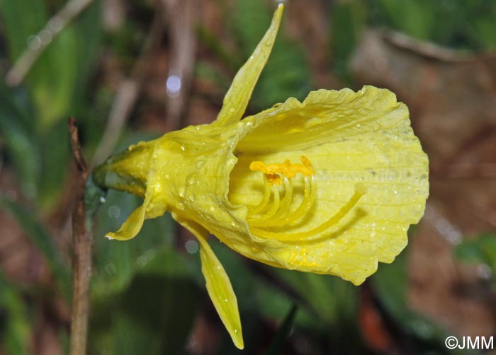 Narcissus bulbocodium