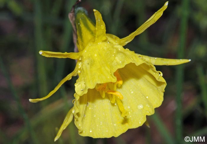 Narcissus bulbocodium