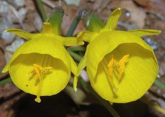 Narcissus bulbocodium