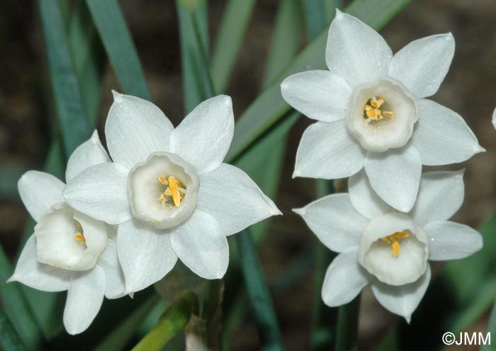 Narcissus dubius