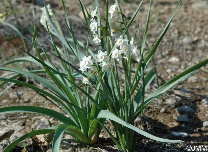 Narcissus dubius