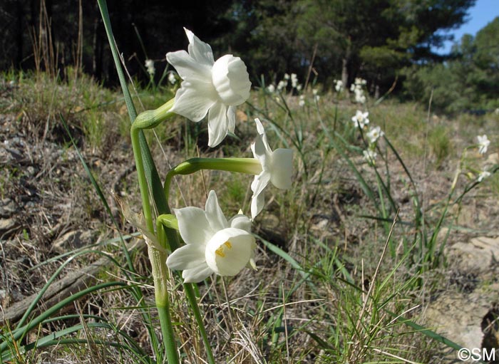 Narcissus dubius