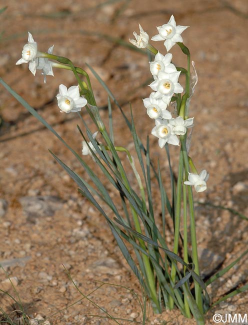 Narcissus dubius