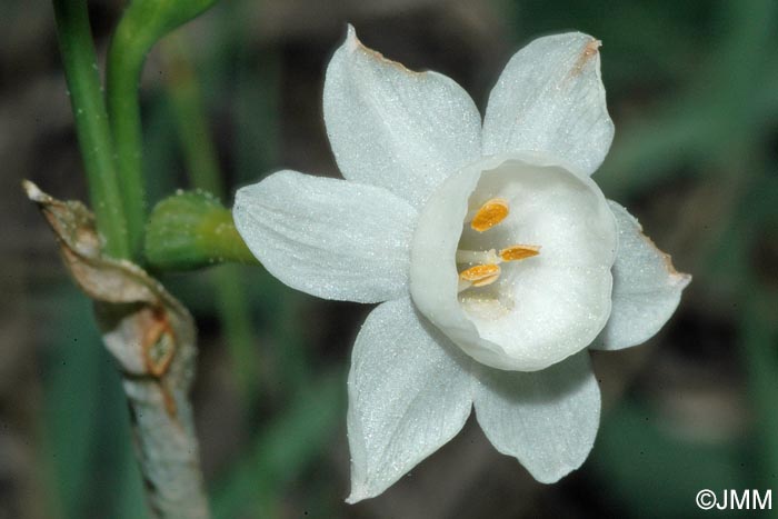 Narcissus dubius