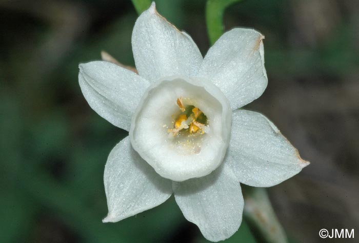 Narcissus dubius