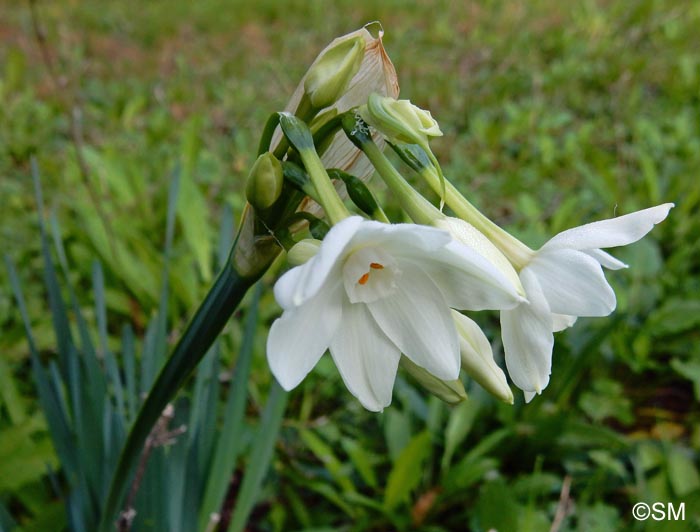 Narcissus papyraceus