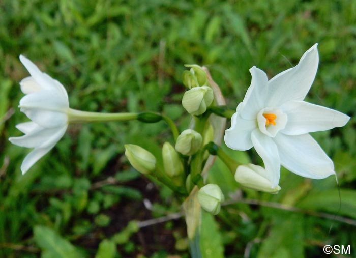 Narcissus papyraceus