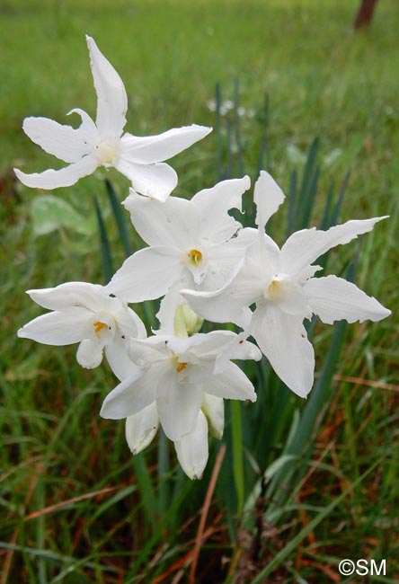 Narcissus papyraceus