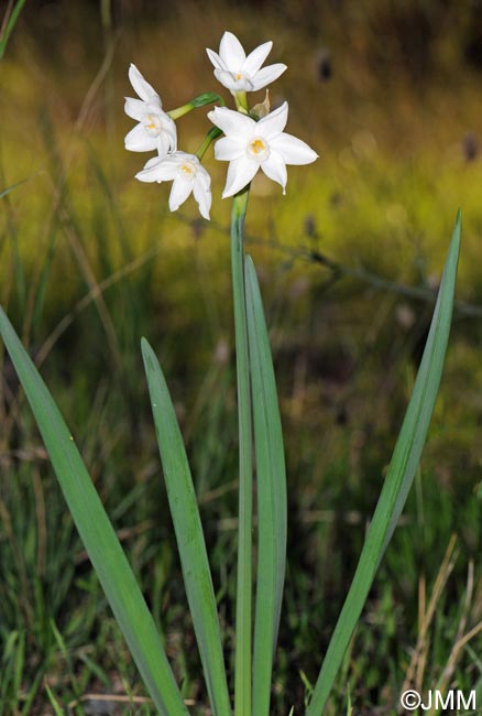 Narcissus papyraceus