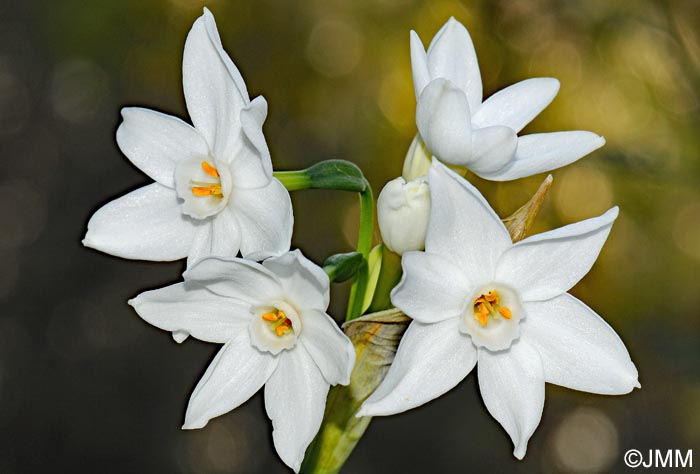 Narcissus papyraceus