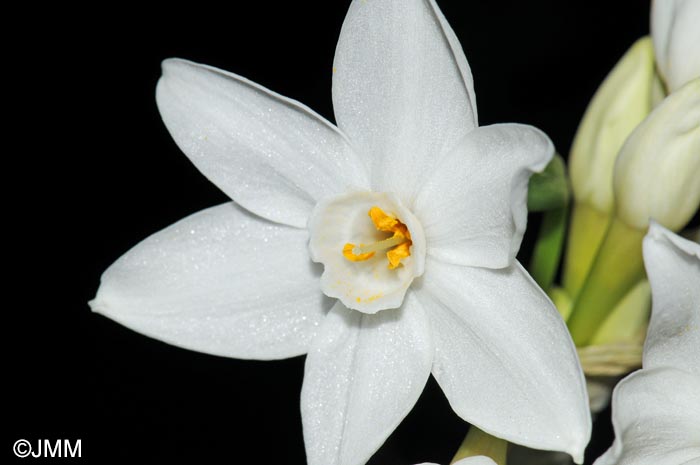 Narcissus papyraceus