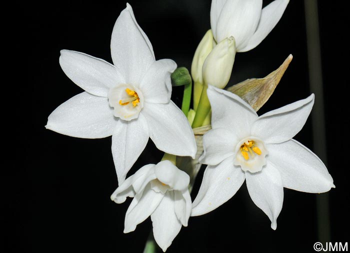 Narcissus papyraceus