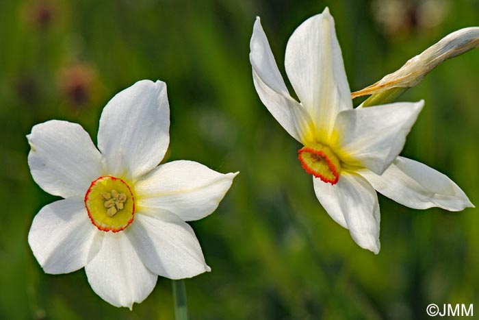 Narcissus poeticus = Narcissus radiiflorus