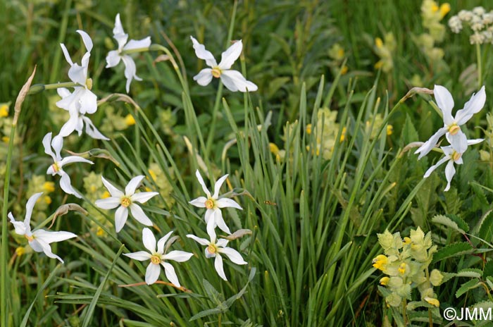 Narcissus poeticus = Narcissus radiiflorus