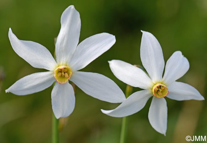 Narcissus poeticus = Narcissus radiiflorus