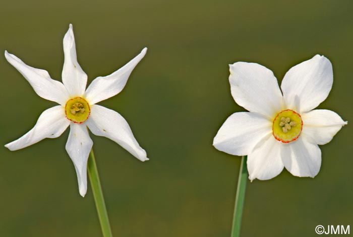 Narcissus poeticus = Narcissus radiiflorus