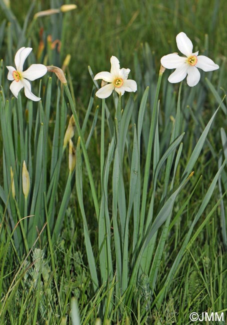 Narcissus poeticus = Narcissus radiiflorus